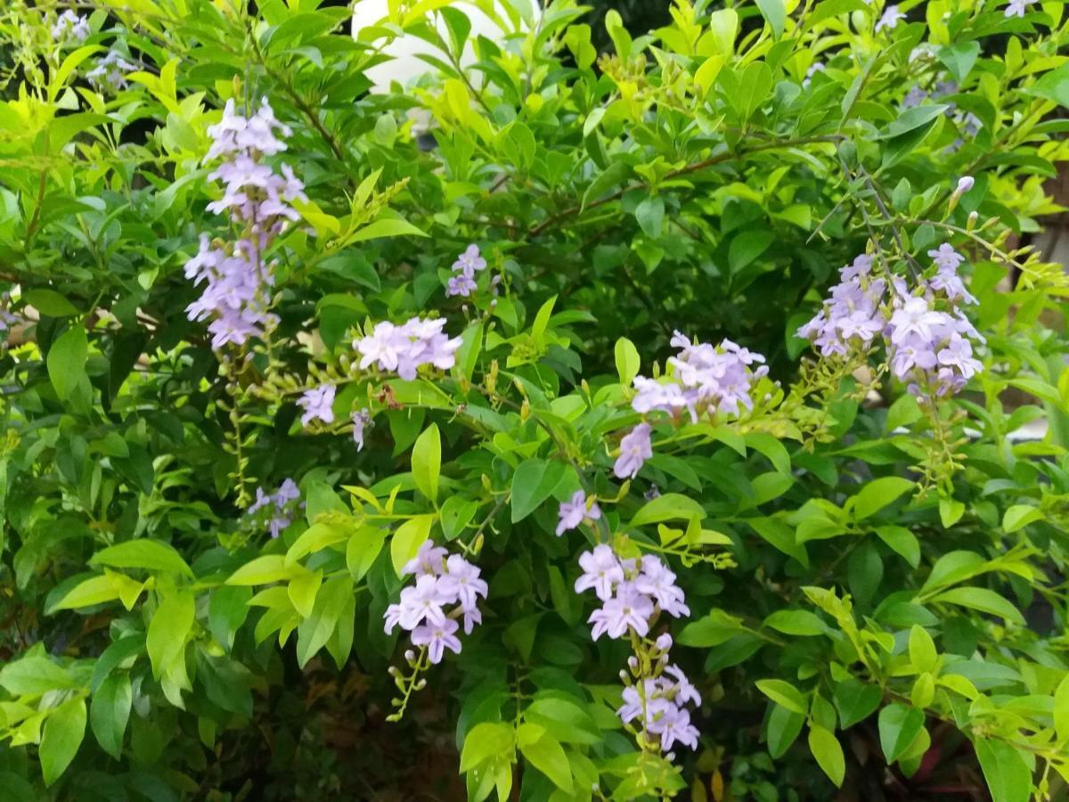 Mai Chau Xanh Bungalow Εξωτερικό φωτογραφία